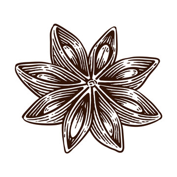 recommend clip art: Hand Drawn Star Anise, Line Art Engraving Style Vector Illustration