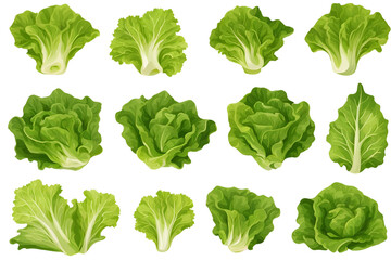 lettuce  vegetable on transparent background