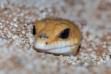 地面から顔をだすピーターズバンデッドスキンク