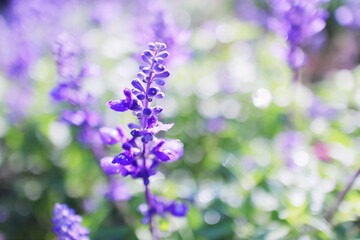 Obraz premium 公園に咲くラベンダーの花
