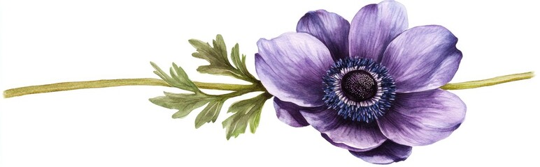 Watercolor illustration of an anemone flower in a botanical style