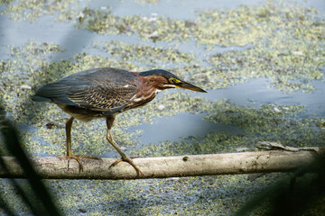 Green heron on a log in a pond