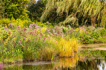 Obraz premium Golden sedges, Joe Pye Weed, goldenrod, and willows line the edge of a pond. 