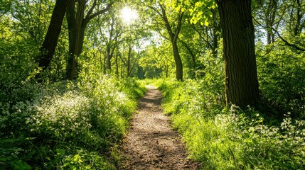 Obraz premium Sunlit Path Through Lush Green Forest with White Flowers
