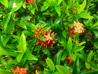 the beauty of the Ashoka flower with the Latin name Ixora chinensis after it rains