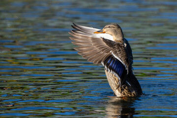 Mallard Hen Flaps Her Wings