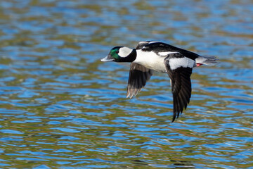 Male Bufflehead Duck Lands on Green Reflecting Water 