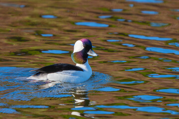 Beautiful Male Bufflehead Duck Swimming on Magical Water
