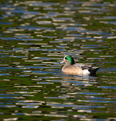 American Wigeon Swims on Beautifully Reflective Water