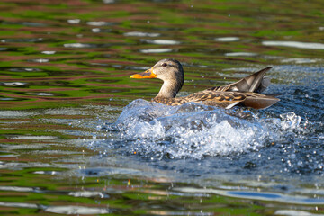 Female Mallard Makes Like a Motor Boat After Landing