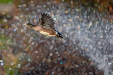 American Wigeon Flushes From Marsh Pond