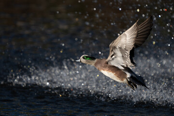 American Wigeon Flushes From Marsh Pond
