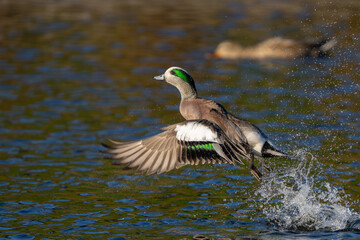 American Wigeon Flushes From Marsh Pond