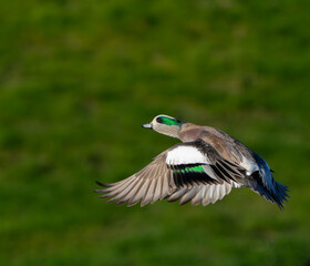 American Wigeon Flushes From Marsh Pond