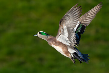 American Wigeon Flushes From Marsh Pond