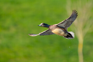 American Wigeon Flushes From Marsh Pond