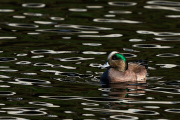 American Wigeon Swims on Beautifully Reflective Water