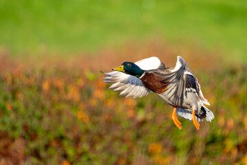 Drake Mallard Flushes From Marsh Pond