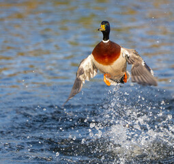 Drake Mallard Flushes From Marsh Pond