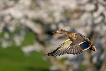 Hen Mallard Flushes From Marsh Pond