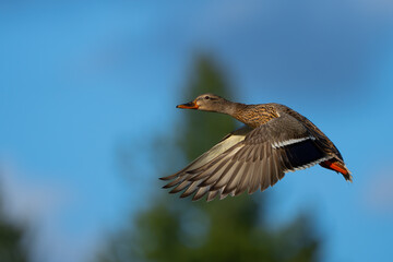 Hen Mallard Flushes From Marsh Pond