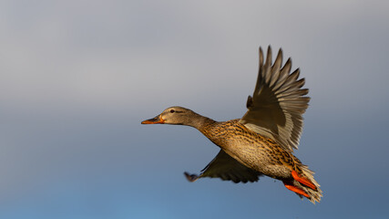 Hen Mallard Flushes From Marsh Pond