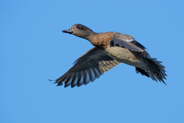 American Wigeon Flushes From Marsh Pond