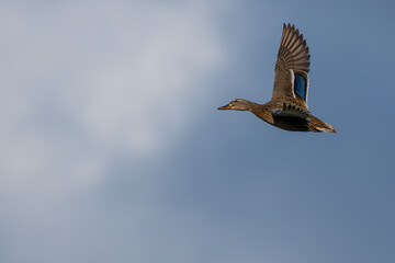 Hen Mallard Flushes From Marsh Pond