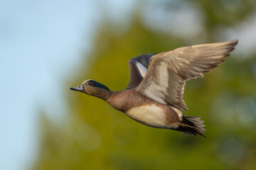 American Wigeon Flushes From Marsh Pond