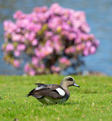 American Wigeon Forages for Green Grass