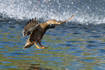 Hen Mallard Coming in for Landing in Marsh Pond