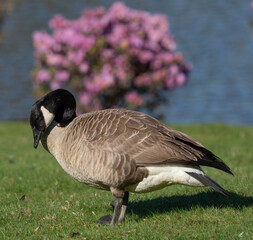 Canada Goose Poses for a Portrait