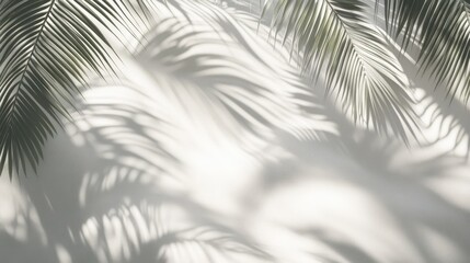 Obraz premium Palm Leaf Shadows on a White Wall