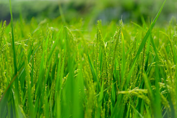 green grass background