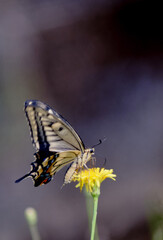 野生の黄色い花とアゲハチョウ