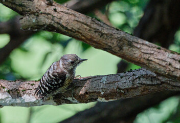 木の中の虫を探すコゲラ