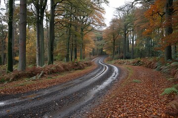 Fototapeta premium Winding gravel road through autumn foliage in a serene forest setting