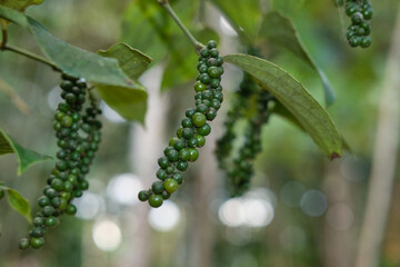 Pepper, also called pepper or sahang, which has the Latin name Piper nigrum is a plant that is rich in chemical content, such as pepper oil, fatty oil, and starch.
Photo Formats
