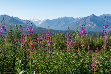 Panoramic view of Alaska mountain range landscape with Fireweed plant