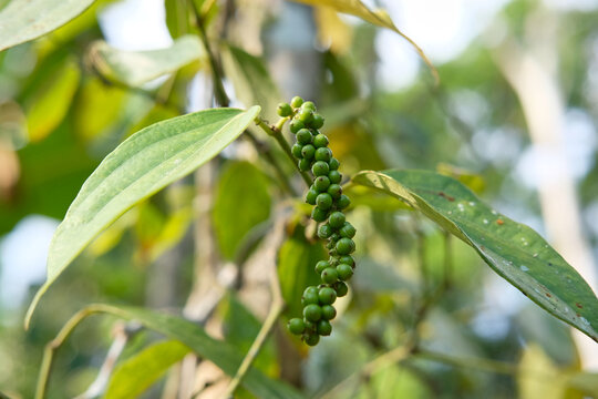 pohon lada or merica Black pepper is a flowering vine in the family Piperaceae