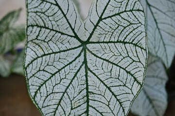 Caladium tissue. has white leaves with green stripes