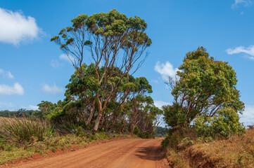 Green citrus fruits on a tree with lush foliage in Western Australia. The vibrant green and yellow...