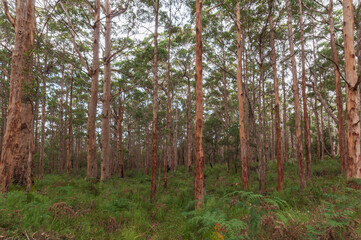 Fototapeta premium Eucalyptus forest in Western Australia, ideal for pulpwood production. Tall trees with uniform trunks rise from dense undergrowth, making area suitable for sustainable forestry and pulp industry use.