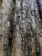 Bark old wood tree texture background.