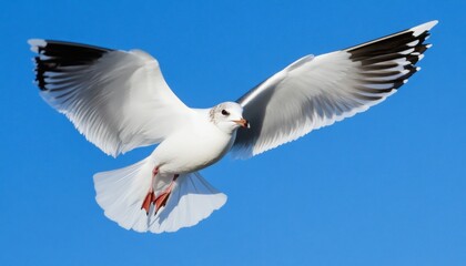 Obraz premium Soaring Seagull: Symbol of Freedom and Harmony in Nature. Minimalist Composition Capturing Peaceful Coexistence of Wildlife and Humanity. Elegant Design Template with Copy Space for Travel Marketing, 