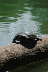 Obraz premium Turtle 