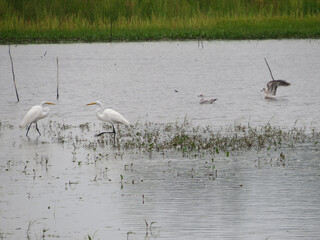 Egret and Friends