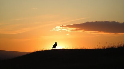 Silhouette of a Bird Against a Sunset Sky