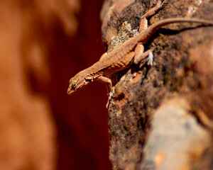 close up of a lizard