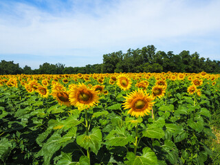 Close-up of Sunflower with the blue sky and nature background.